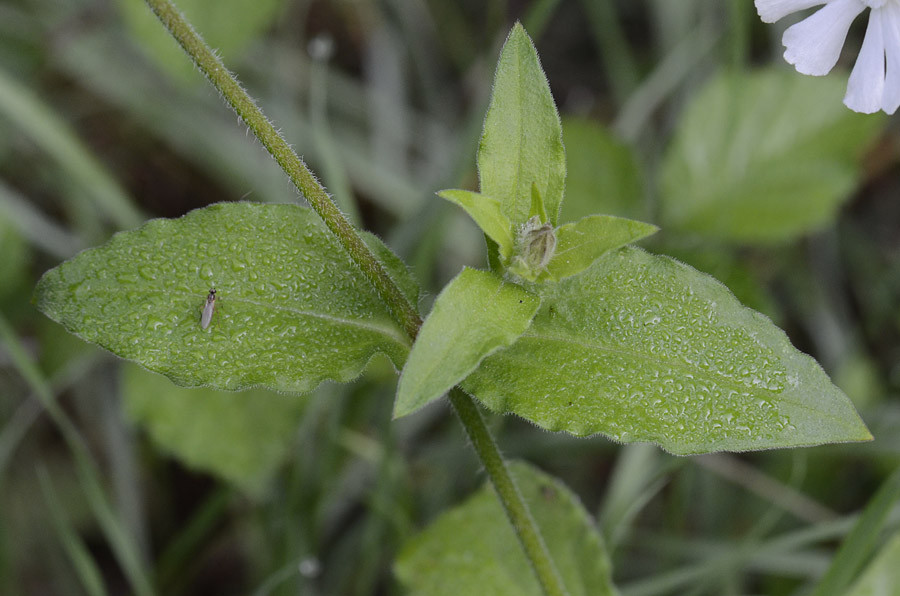 Silene latifolia (=Silene alba) / Silene bianca